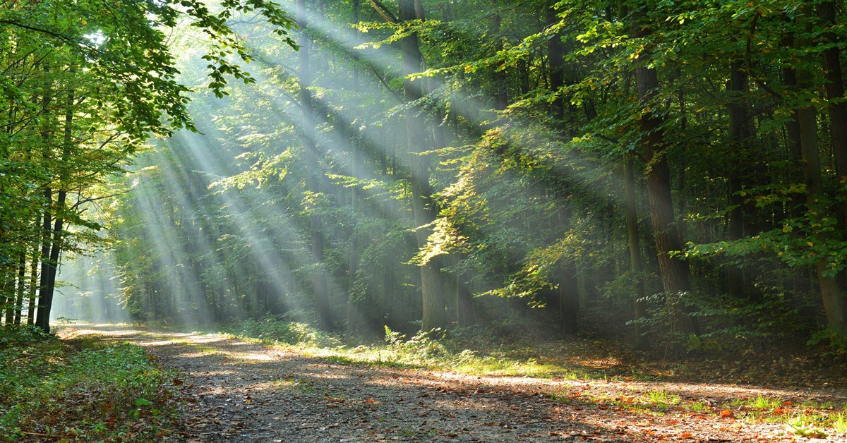 sun-streaming-through-forest