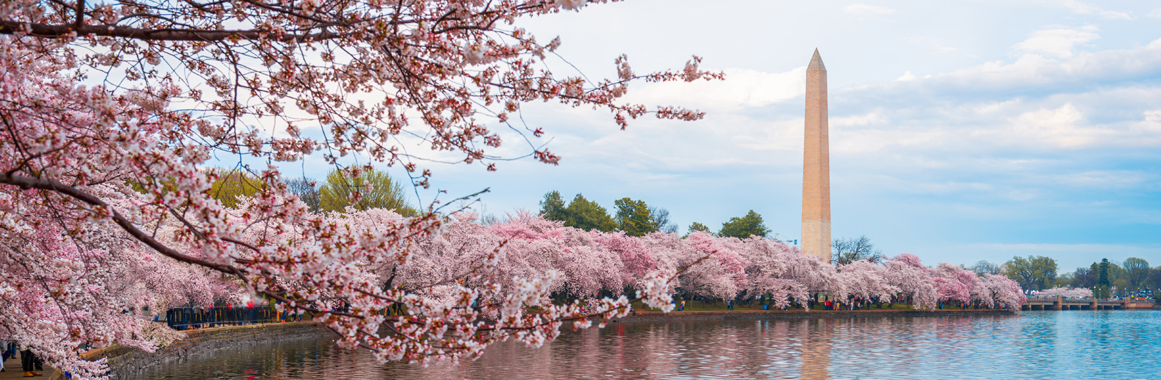 Cherry blossom tree with monument