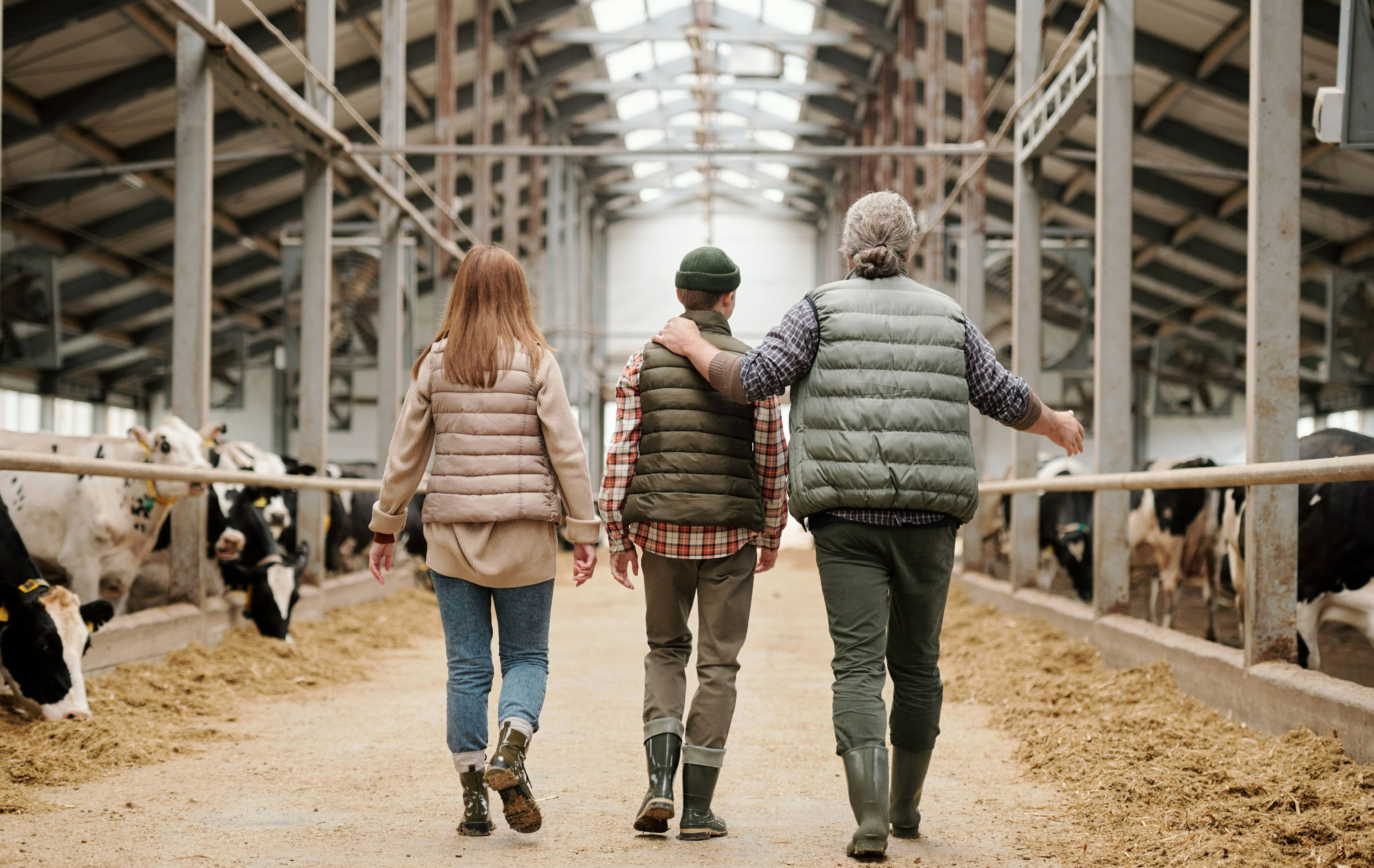 Father walking with children through cattle barn