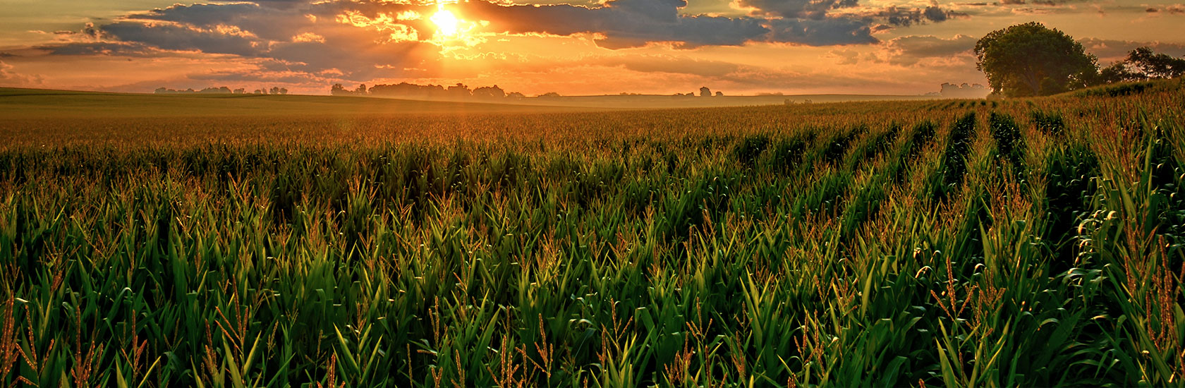 Corn fields image