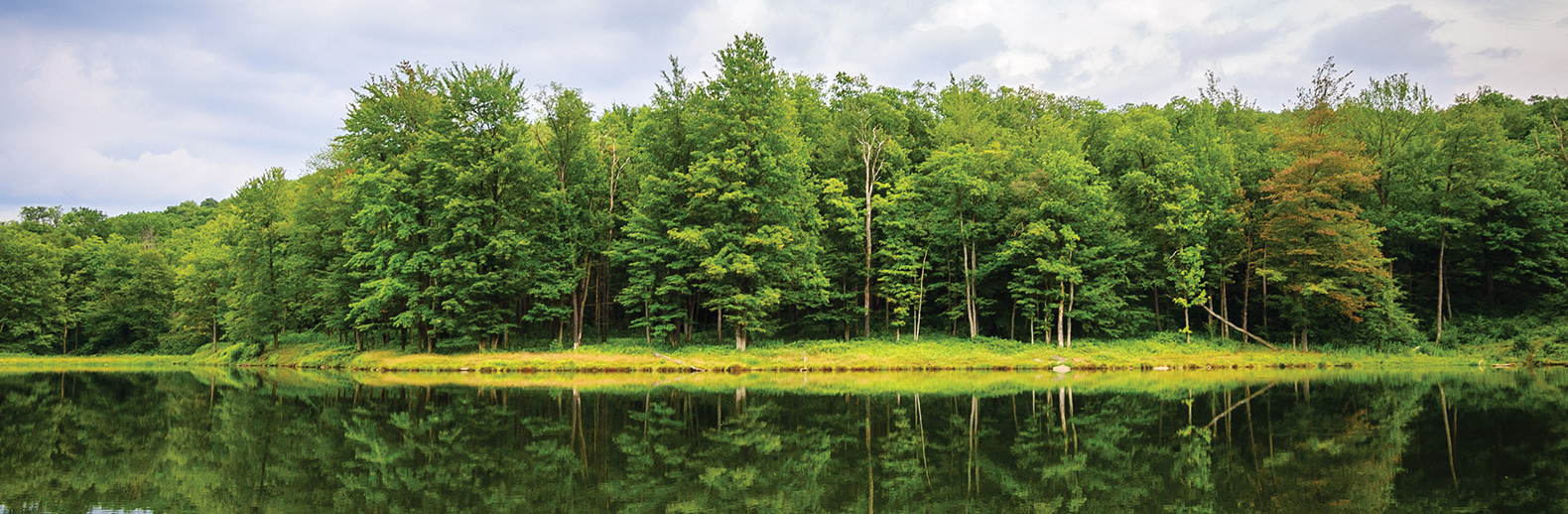 Trees and Lakeside