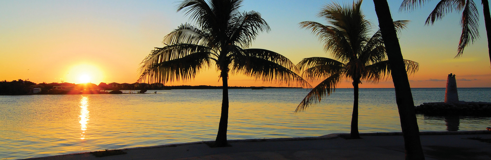 sunset palm trees