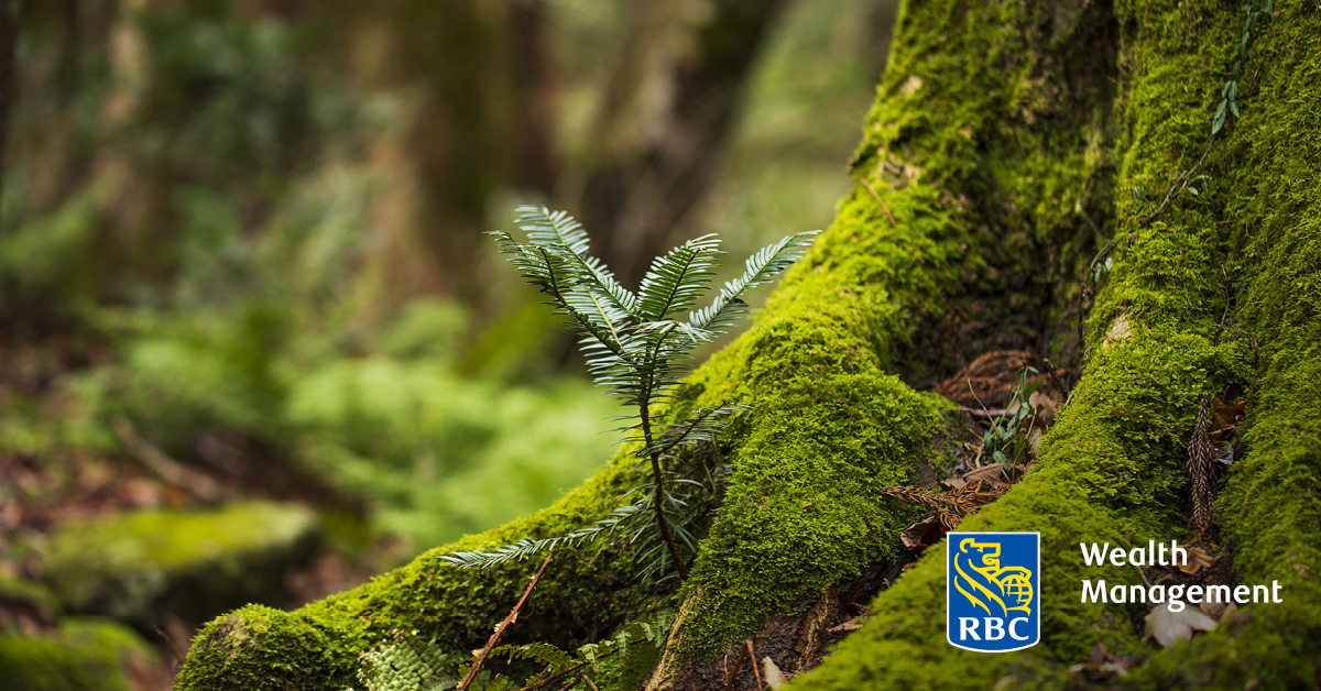 Green moss and evergreen tree sprig