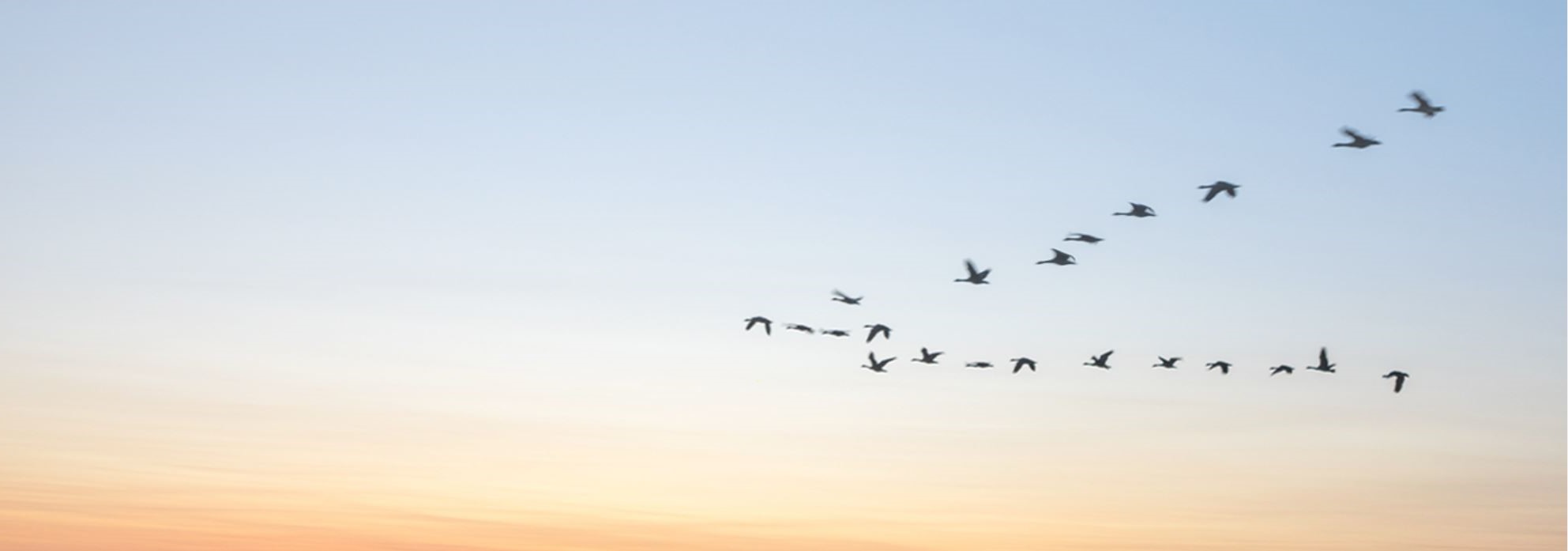 Birds flying in a V formation