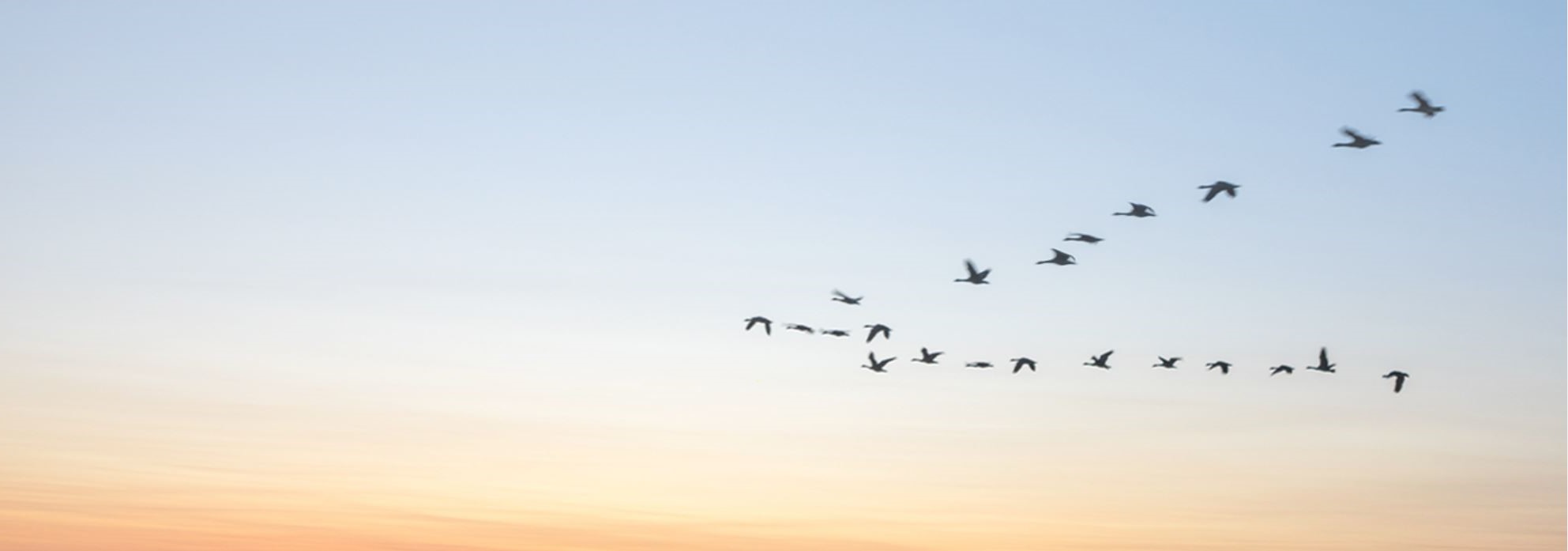 Birds flying in a V formation 