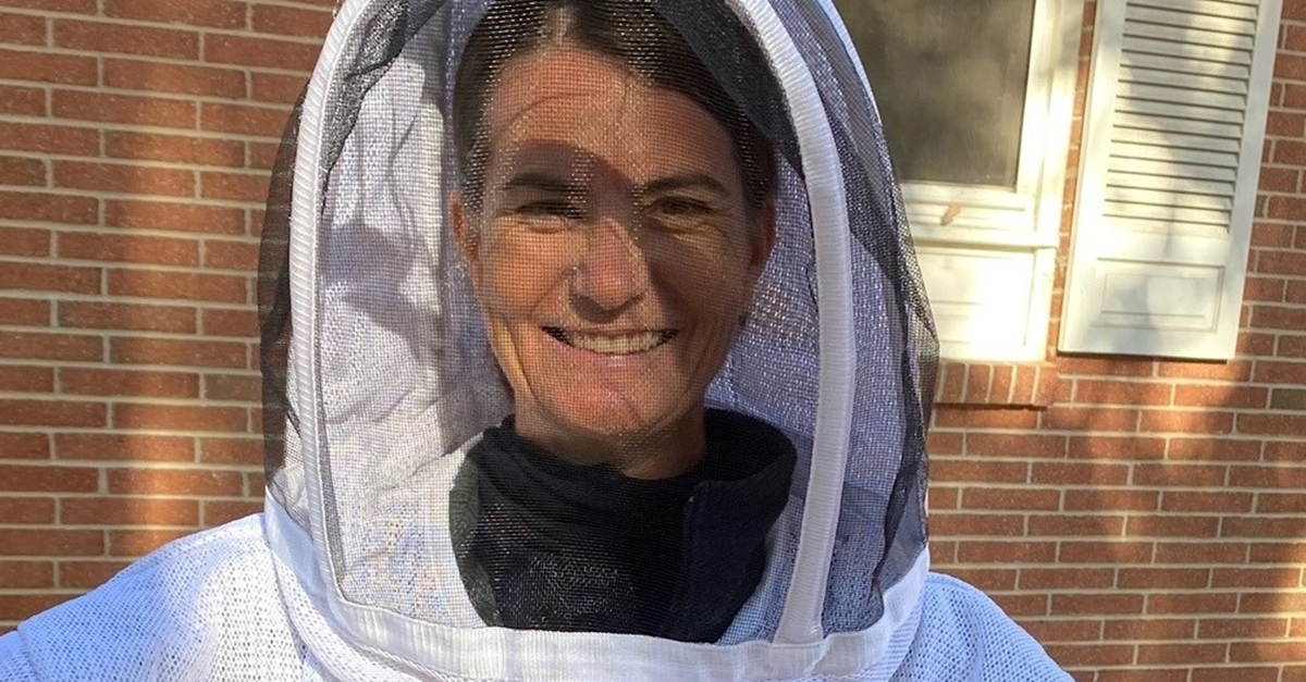 bee hive