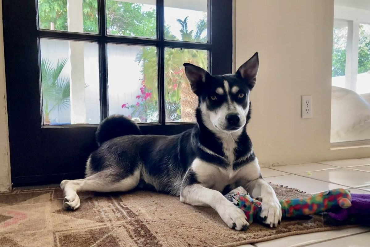 A picture of our new rescue dog, Moxie.