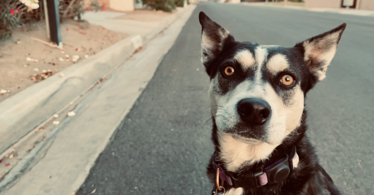 A picture of my dog Moxie, not far from the offending spot.