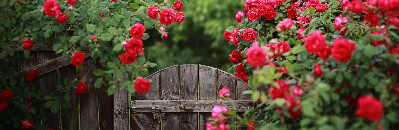 rose garden