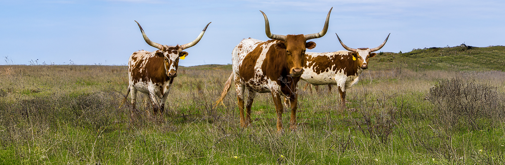 Longhorn banner image