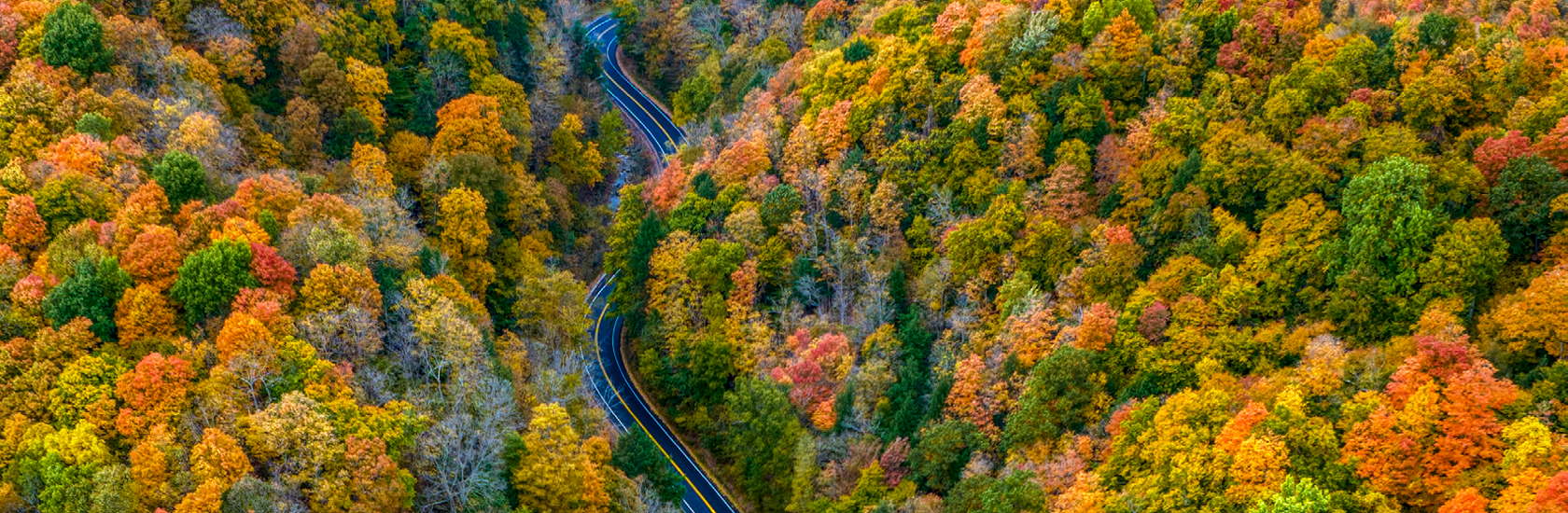 Autumn Road