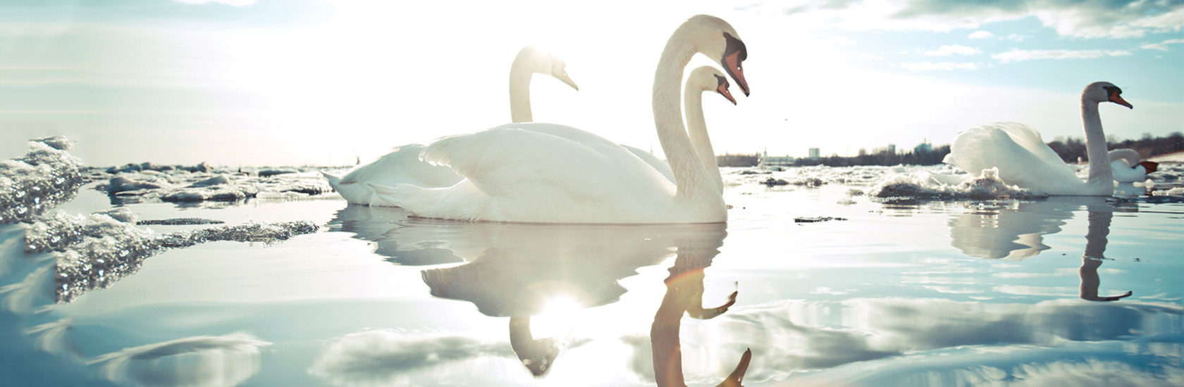 SWAN banner image