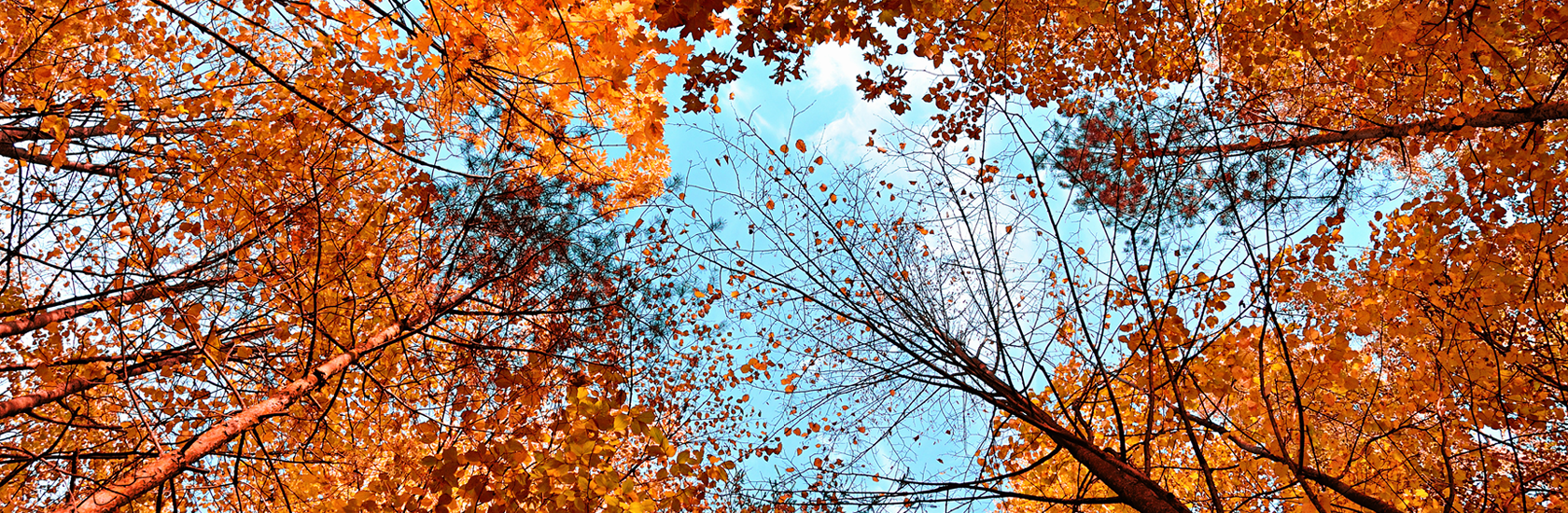 Fall banner image