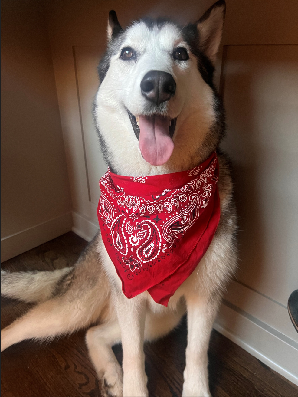 photo of Mischa, Kristie's dog