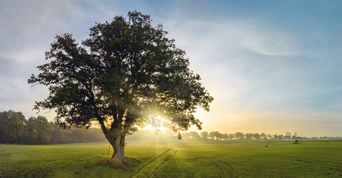 Tree at sunrise