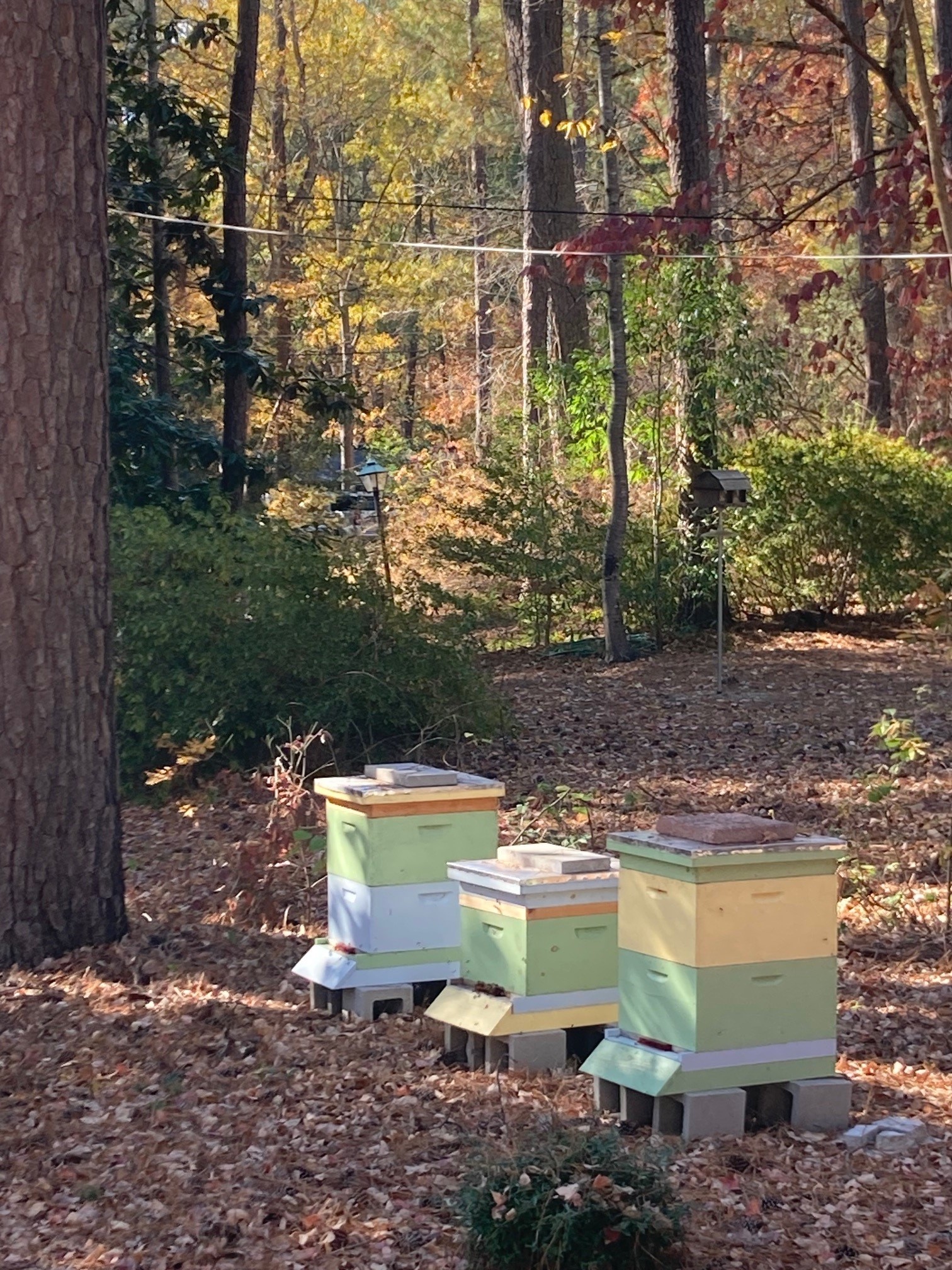 hives