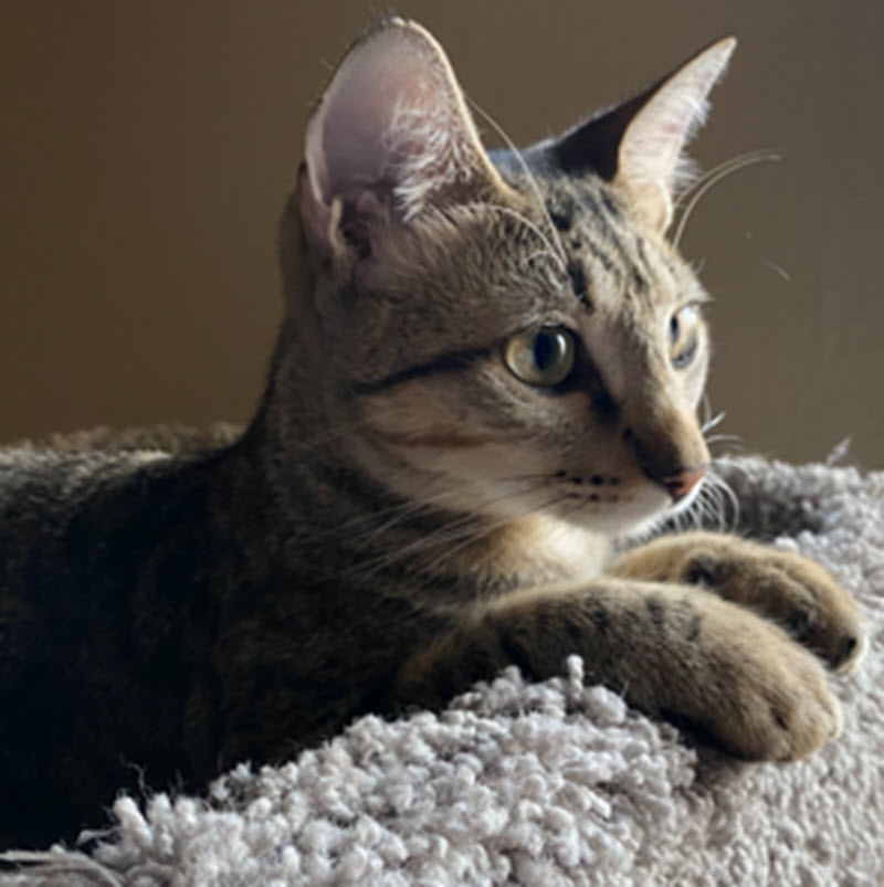 Moggy