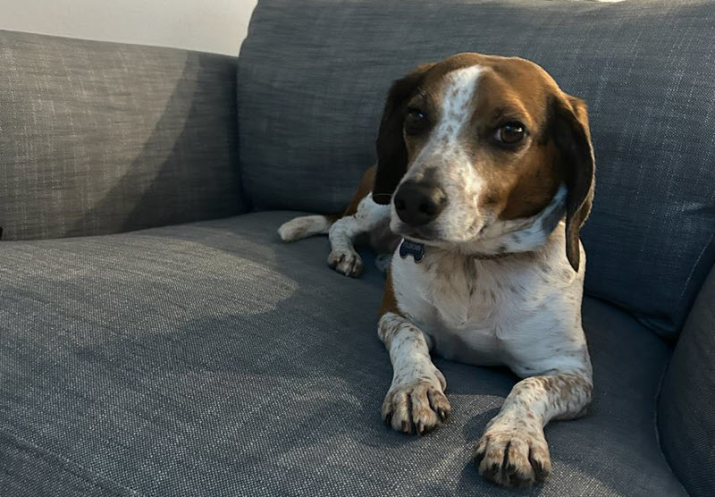 Pickles on couch