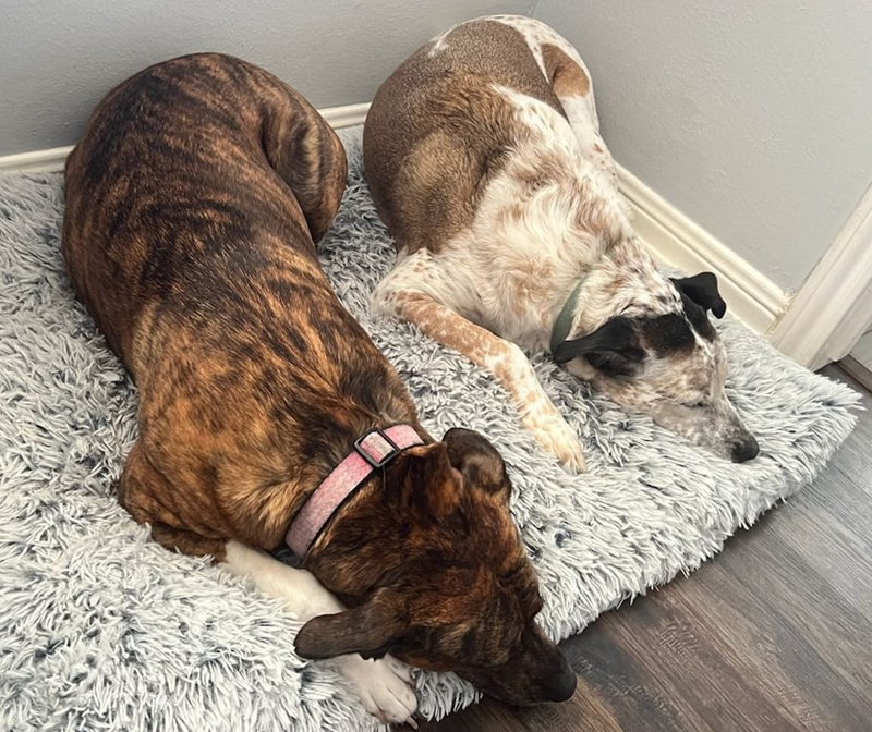 dogs laying on floor